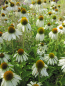 Preview: Echinacea purpurea Alba 2